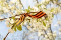 May 9 holiday. ribbon of St.George and cherry flowers, natural spring background. traditional symbol of Victory Day 1945 Royalty Free Stock Photo