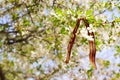 May 9 holiday. ribbon of St.George and cherry flowers, natural spring background. traditional symbol of Victory Day 1945 Royalty Free Stock Photo