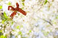 May 9 holiday. ribbon of St.George and cherry flowers, natural spring background. traditional symbol of Victory Day 1945 Royalty Free Stock Photo