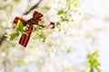 May 9 holiday. ribbon of St.George and cherry flowers, natural spring background. traditional symbol of Victory Day 1945 Royalty Free Stock Photo