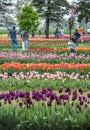 Tourists in a beautiful tulip garden in Holland