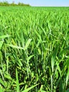 May-June, winter wheat field. Ear formation. Royalty Free Stock Photo