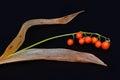 May lily, Convallaria majalis, orange berries and dry leaves on black background