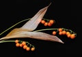 May lily, Convallaria majalis, orange berries and dry leaves on black background