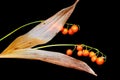 May lily, Convallaria majalis, orange berries and dry leaves Royalty Free Stock Photo