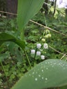 May-lily in the forest