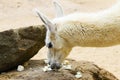 05 May 2013 - London Zoo - Llama lama in zoo outdoors