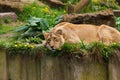 05 May 2013 - London Zoo - Lovely lioness at the zoo