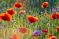 The May meadow, poppies and cornflowers