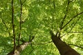 May morning, beech crowns with young leaves seen from below
