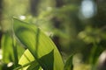 May morning in the forest, young spring lily of the valley