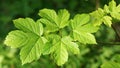 May morning in the forest, young spring maple leaves Royalty Free Stock Photo