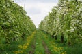 Blooming Appletrees and Cherrytrees Royalty Free Stock Photo