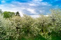 Blooming Appletrees and Cherrytrees Royalty Free Stock Photo