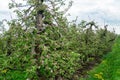 Blooming Appletrees and Cherrytrees Royalty Free Stock Photo