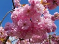 Blooming Appletrees and Cherrytrees Royalty Free Stock Photo