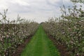 Blooming Appletrees and Cherrytrees