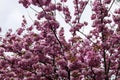 Blooming Appletrees and Cherrytrees Royalty Free Stock Photo