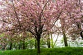 Blooming Appletrees and Cherrytrees