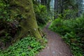 MAY 31, 2019, N CALIFORNIA, USA - Avenue of Giants and giant redwood forest along Route 101 in N California Royalty Free Stock Photo