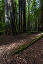 MAY 31, 2019, N CALIFORNIA, USA - Avenue of Giants and giant redwood forest along Route 101 in N California Royalty Free Stock Photo