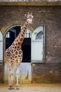 5 May 2013 - Nice giraffe at London Zoo, England, UK