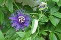 May-pop Purple Passion flower(Passiflora Incarnata)