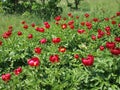 Wild peonies in dobrogea mountains,romania