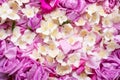 May roses and jasmine background. romantic and beauty concept Royalty Free Stock Photo