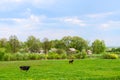May rural landscape with grazing cow and horse on field