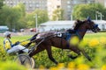 May 16, 2021, Russia, Moscow, Central Racecourse. Trotter horse runs fast trot with coach and rider,