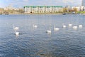 May 4, 2019: white swans swim along the Volga river Bay in the city. Russia. Cheboksary