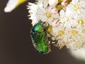 May shiny beetle on white flower.