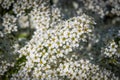 In may, spirea bushes bloomed in huge bunches of white flowers in the courtyards and gardens of the city