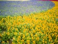 Lots of lavenders and yellow flowers