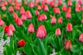 May spring time tulips flower bed garden colorful scenery view Royalty Free Stock Photo