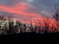 May sunset. Pink-blue clouds over the silhouettes of trees Royalty Free Stock Photo