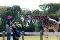 May 7th, 2017, Carrigtwohill, Co. Cork, Ireland - Fota Wildlife Park: giraffe being fed