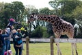 May 7th, 2017, Carrigtwohill, Co. Cork, Ireland - Fota Wildlife Park: giraffe being fed