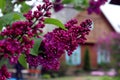 May - the time of admiring lilacs: lilac branches against the background of a village house, close-up, a place for dough Royalty Free Stock Photo