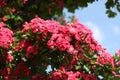 May tree, cratageus, bush Royalty Free Stock Photo