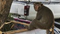 25 May 2020 in Udon Thani, Thailand Monkey sitting and resting