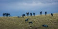 MAY 23 2019, USA - - Horse sculptor on Montana ranch Royalty Free Stock Photo