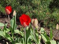 May weekend with beautiful flowers in Hortulus theme gardens, Poland Royalty Free Stock Photo