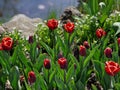 May weekend with beautiful flowers in Hortulus theme gardens, Poland Royalty Free Stock Photo