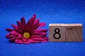 8 May on wooden blocks with a purple daisy Royalty Free Stock Photo