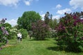 Lilac flowering time at Montreal