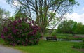 Lilac flowering time at Montreal