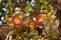 ÃÂÃÂ¡annon ball tree. Stem, flowers and fruits. Bottom view at Byculla Zoo Rani bagh.Mumbai Royalty Free Stock Photo