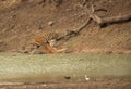 Maya and cub near a water hole, Tadoba Andhari Tiger Reserve, India